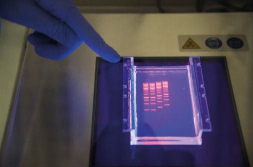 L'analisi di prove del dna delle cellule